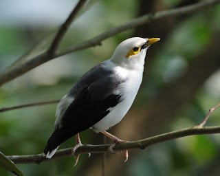 Jalak Putih (Black-winged Starling Sturnus melanopterus) 1